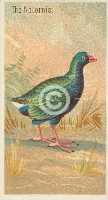 The Notornis, from the Birds of the Tropics series (N5) for Allen & Ginter Cigarettes Brands, 1889. Creator: Allen & Ginter.
