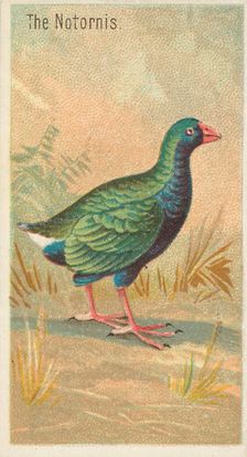 The Notornis, from the Birds of the Tropics series (N5) for Allen & Ginter Cigarettes Brands, 1889. Creator: Allen & Ginter