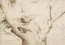The Owl's Nest, ca. 1505-1510