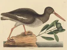 The Oyster-catcher (Hoematopus ostralegus), published 1731-1743. Creator: Mark Catesby