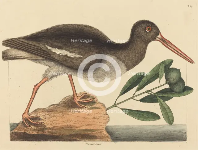 The Oyster-catcher (Hoematopus ostralegus), published 1731-1743. Creator: Mark Catesby.