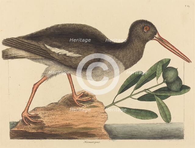 The Oyster-catcher (Hoematopus ostralegus), published 1731-1743. Creator: Mark Catesby.