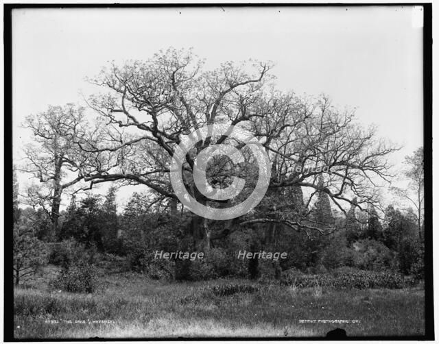 The Oaks, Waverly, between 1890 and 1901. Creator: Unknown.