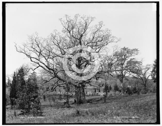 The Oaks, Waverly, between 1890 and 1901. Creator: Unknown.