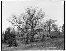 The Oaks, Waverly, between 1890 and 1901. Creator: Unknown