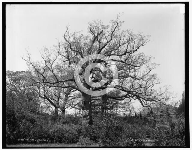 The Oaks, Waverly, between 1890 and 1901. Creator: Unknown.