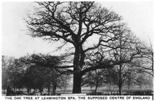 The oak at Leamington Spa, the supposed centre of England, 1936