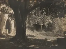 The old walnut tree, 1931. Creator: Henry Edward Gaze