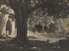 The old walnut tree, 1931. Creator: Henry Edward Gaze