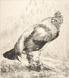 The Old Cock, 1882. Creator: Felix Bracquemond