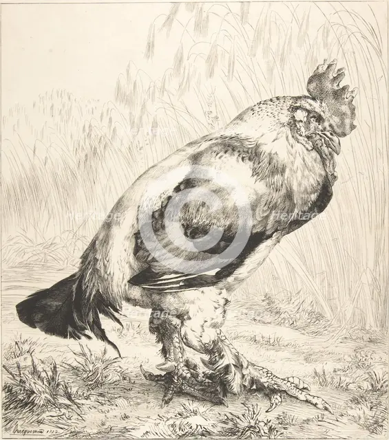 The Old Cock, 1882. Creator: Felix Bracquemond.