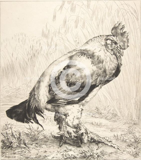 The Old Cock, 1882. Creator: Felix Bracquemond.