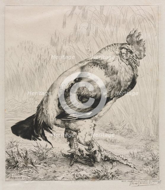 The Old Cock, 1882. Creator: Félix Bracquemond (French, 1833-1914); Dowdeswell.