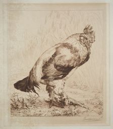 The Old Cock, 1882. Creator: Félix Bracquemond (French, 1833-1914); Messrs. Dowdeswell, London