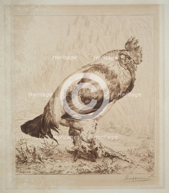 The Old Cock, 1882. Creator: Félix Bracquemond (French, 1833-1914); Messrs. Dowdeswell, London.