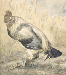 The Old Cock, ca. 1882. Creator: Felix Bracquemond