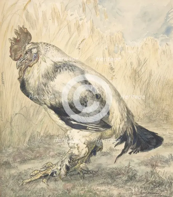 The Old Cock, ca. 1882. Creator: Felix Bracquemond.