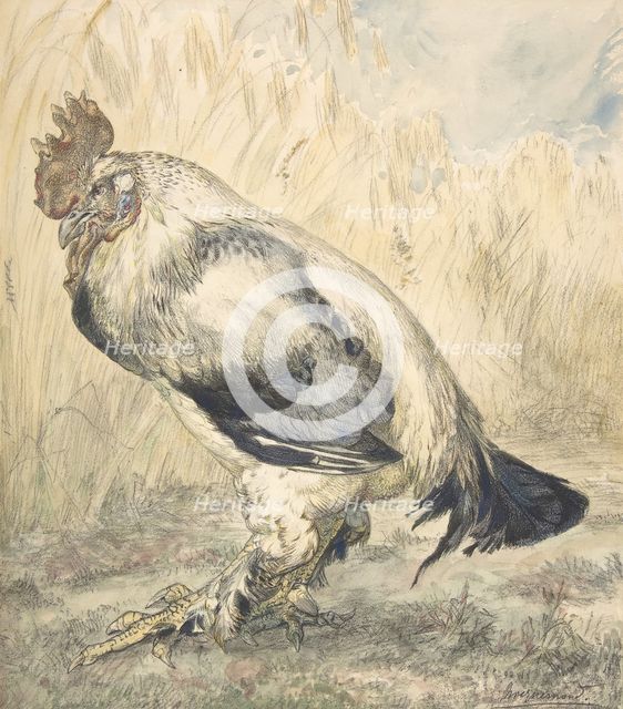 The Old Cock, ca. 1882. Creator: Felix Bracquemond.