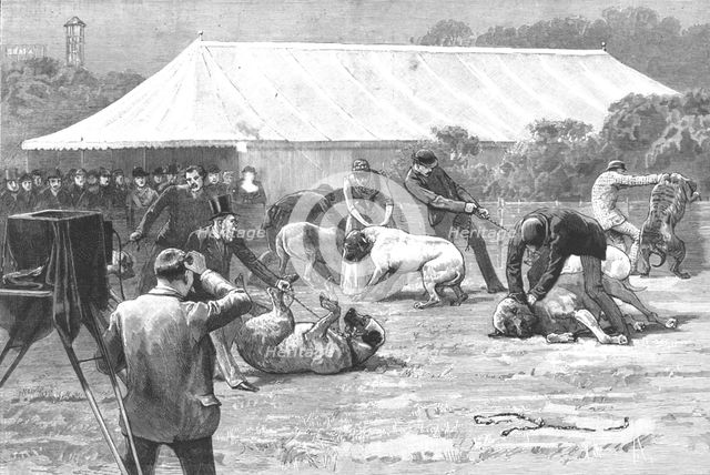 ''The Old English Mastiff Club show at the Crystal Palace', 1890. Creator: Unknown.