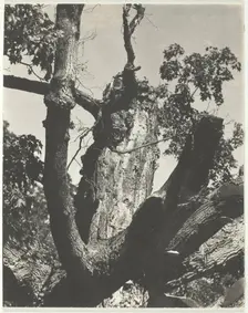 The Old Maple - Lake George, 1926. Creator: Alfred Stieglitz