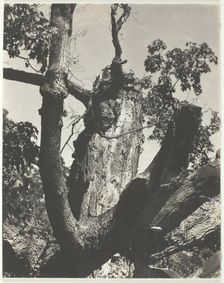The Old Maple - Lake George, 1926. Creator: Alfred Stieglitz