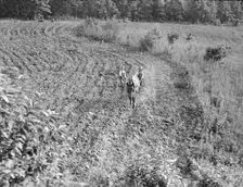 The older brother teaches the younger on a farm in the Piedmont, North Carolina, 1936. Creator: Dorothea Lange