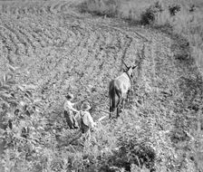 The older brother teaches the younger on a farm in the Piedmont, North Carolina, 1936. Creator: Dorothea Lange