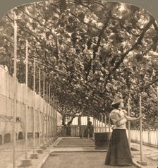 The Oldest Grapevine in the World, Hampton Court Palace, (planted 1768) England 1897. Creator: Works and Sun Sculpture Studios