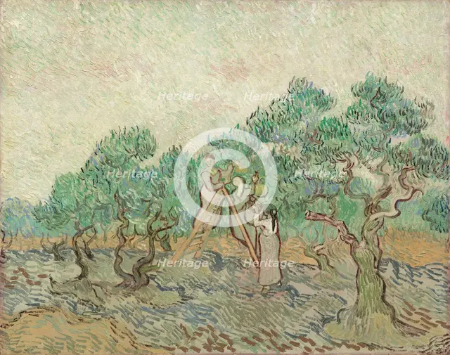 The Olive Orchard, 1889. Creator: Vincent van Gogh.