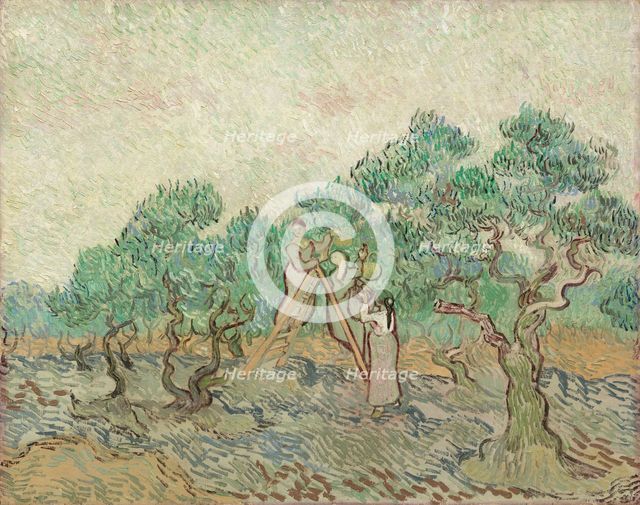 The Olive Orchard, 1889. Creator: Vincent van Gogh.