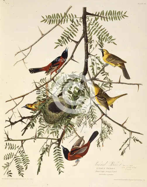 The orchard oriole. From "The Birds of America", 1827-1838. Creator: Audubon, John James (1785-1851).