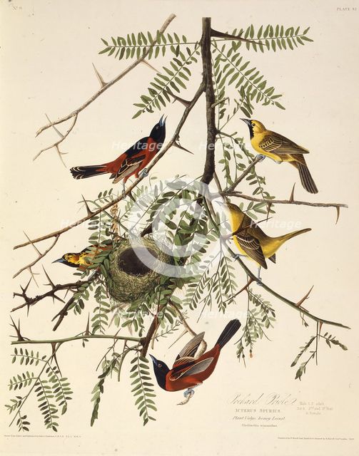 The orchard oriole. From "The Birds of America", 1827-1838. Creator: Audubon, John James (1785-1851).