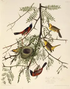 The orchard oriole. From "The Birds of America", 1827-1838. Creator: Audubon, John James (1785-1851)