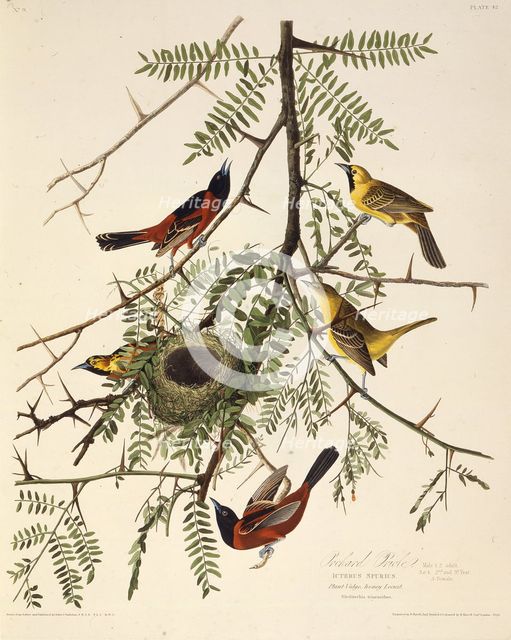 The orchard oriole. From "The Birds of America", 1827-1838. Creator: Audubon, John James (1785-1851).
