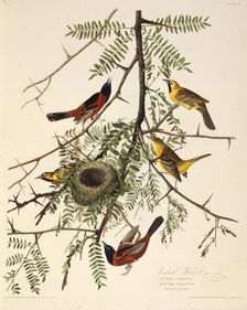 The orchard oriole. From "The Birds of America", 1827-1838. Creator: Audubon, John James (1785-1851)