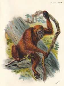 The Orang-Utan 1897. Artist: Henry Ogg Forbes