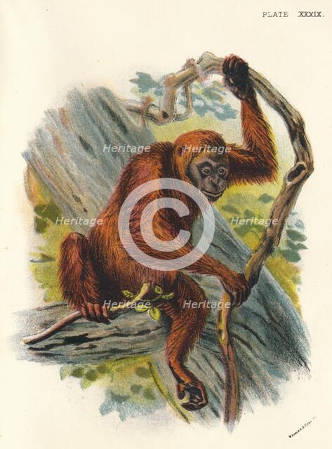 'The Orang-Utan', 1897. Artist: Henry Ogg Forbes.