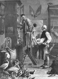 The Ornithologist mid-late 19th century