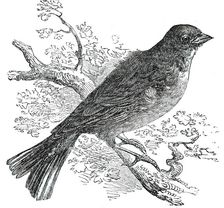 The Ortolan, 1850. Creator: Unknown