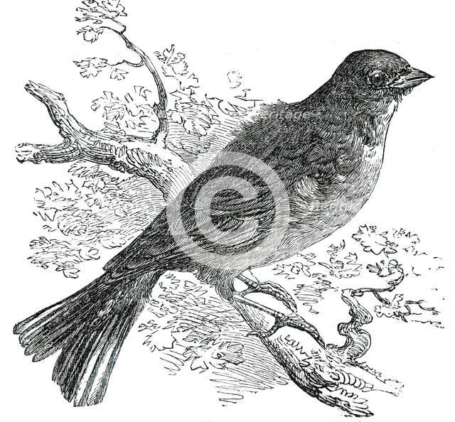 The Ortolan, 1850. Creator: Unknown.