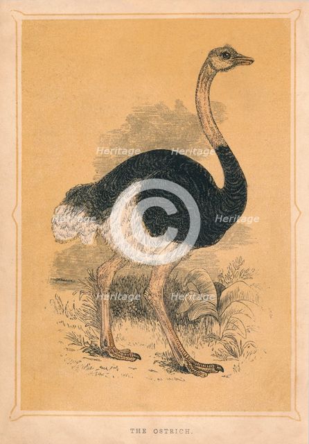 'The Ostrich', (Struthio camelus), c1850, (1856). Artist: Unknown.