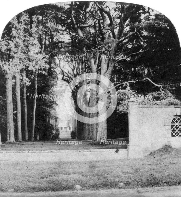 The Avenue, Guy's Cliff, Warwick, early 20th century. Artist: Unknown