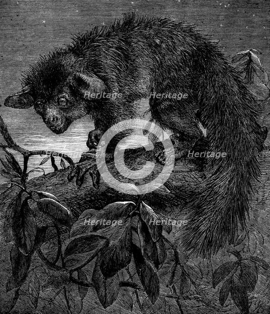 The aye-aye, recently added to the Zoological Society's collection, Regent's Park, 1862. Creator: Pearson.