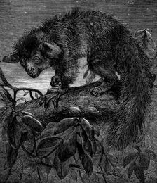 The aye-aye, recently added to the Zoological Society's collection, Regent's Park, 1862. Creator: Pearson