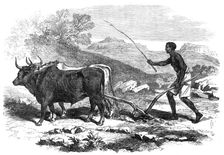 The Abyssinian Expedition: a native ploughing in the province of Tigre, 1868. Creator: Unknown