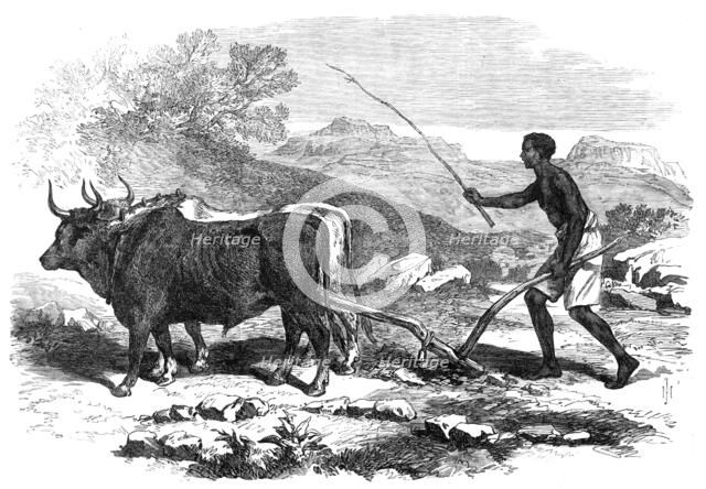 The Abyssinian Expedition: a native ploughing in the province of Tigre, 1868. Creator: Unknown.