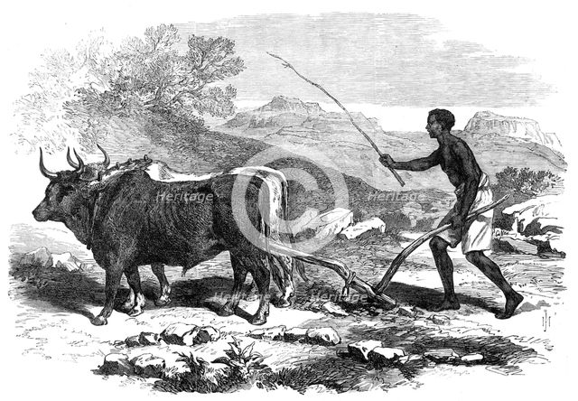 The Abyssinian Expedition: a native ploughing in the province of Tigre, 1868. Creator: Unknown.