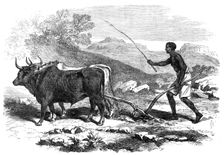 The Abyssinian Expedition: a native ploughing in the province of Tigre, 1868. Creator: Unknown
