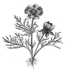The Adonis Flower, or Pheasant's Eye, (Adonis autumnalis), 1842. Creator: Unknown