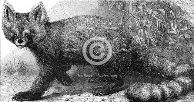 The Ailurus fulgens at the Zoological Society's Gardens, Regent's Park, 1869.  Creator: Pearson.